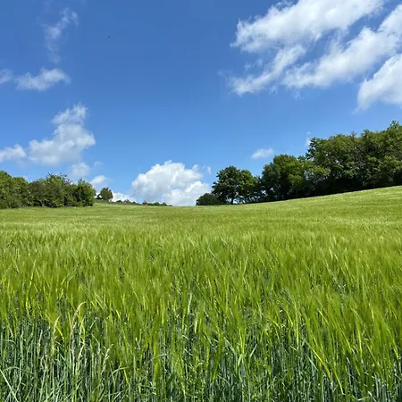 Les Palmiers De 度假居